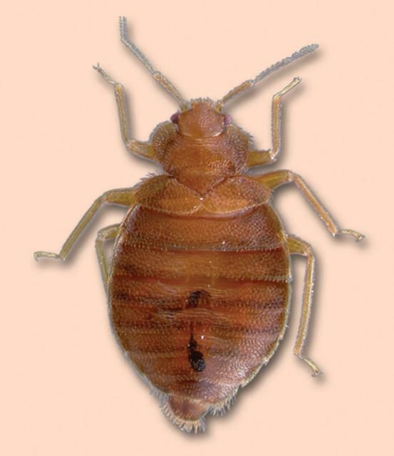 Bed Bugs