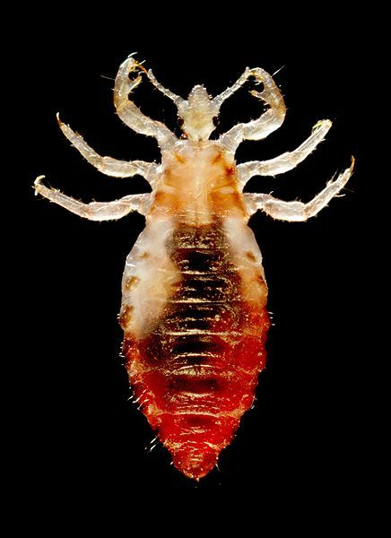 Fleas & Ticks
