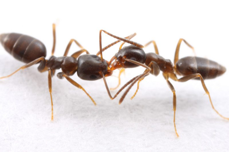 Ants