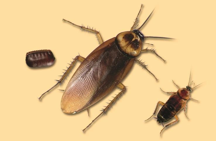 Cockroaches