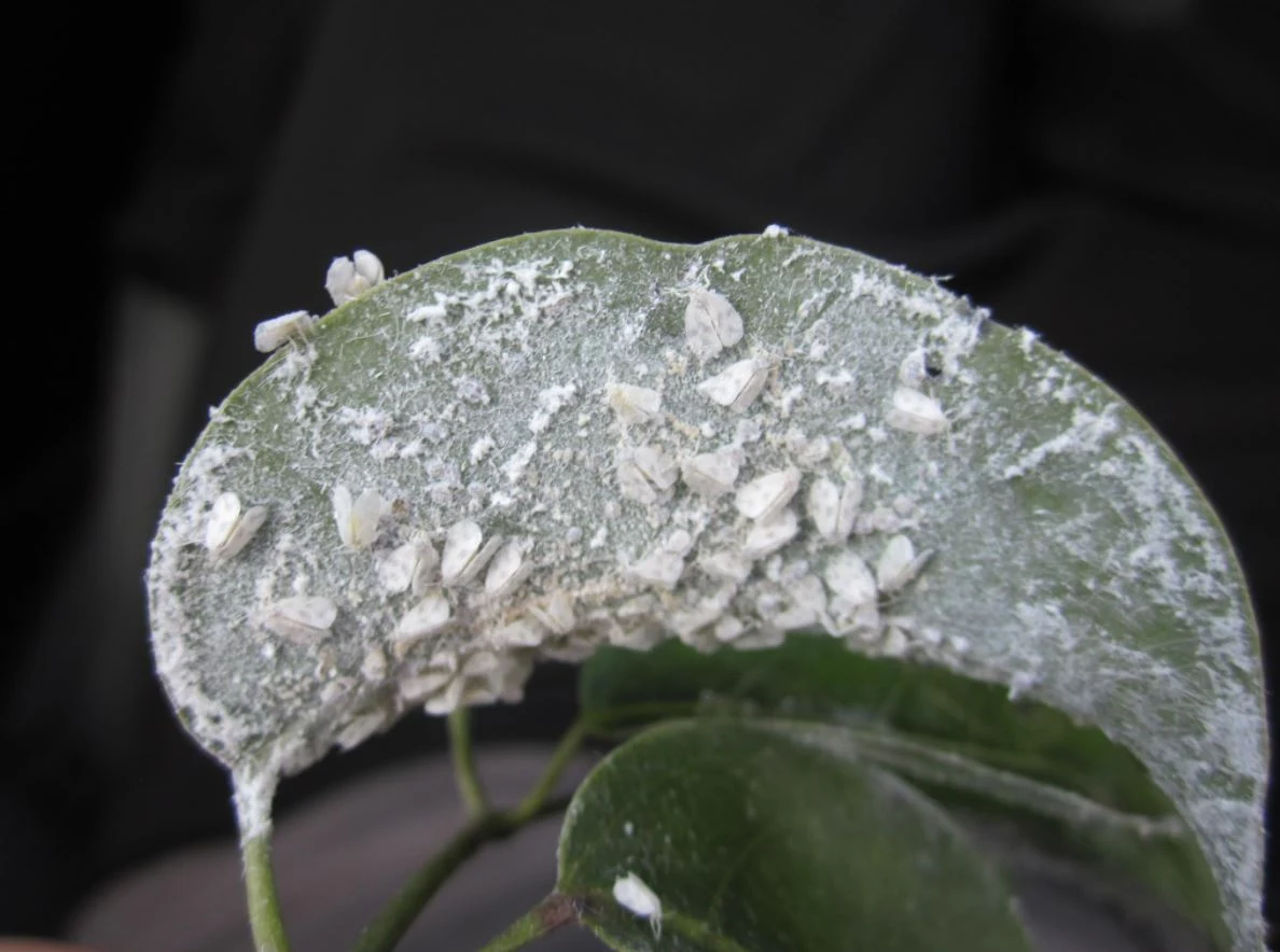 Ficus leaf infested with whiteflies — a common South Florida landscape pest