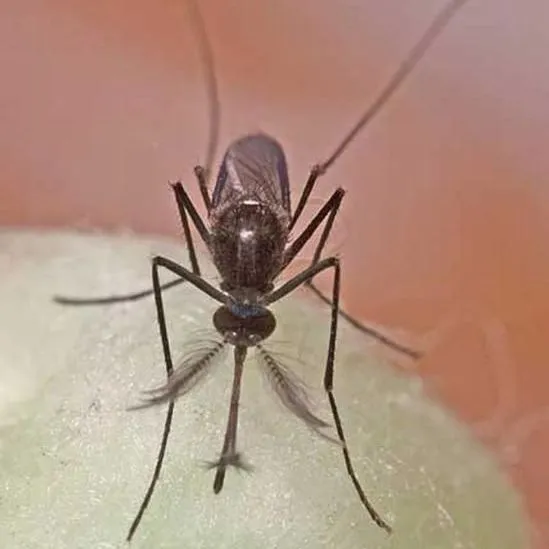 Mosquitoes
