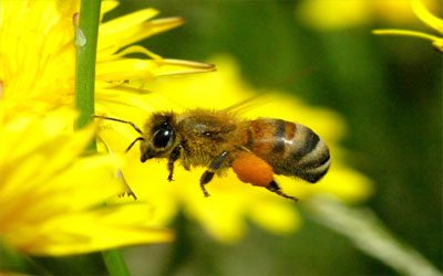 Wasps & Bees