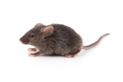 Rodents