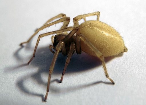 Spiders