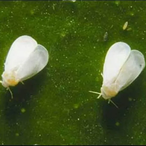 Whiteflies