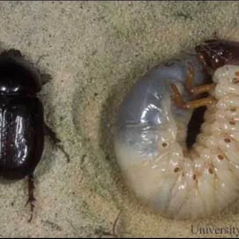 Lawn Pests